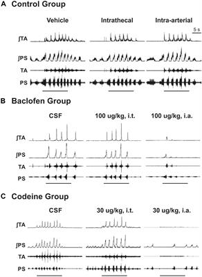 Intra-Arterial, but Not Intrathecal, Baclofen and Codeine Attenuates Cough in the Cat